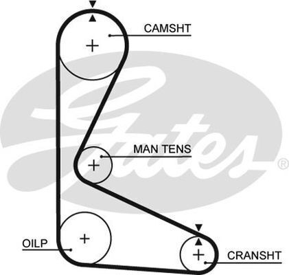 Timing Belt